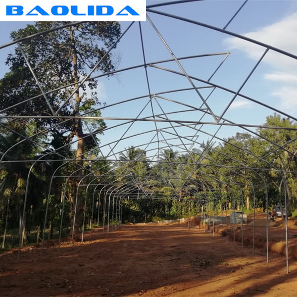 Het tropische Polytheen van de Zaagtand kweekt de