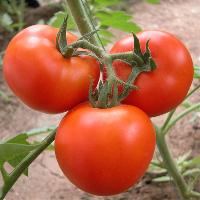 Film die van de de Tunnel de Plastic Serre van de Tomatenplantgroei Behandeld UV behandelen
