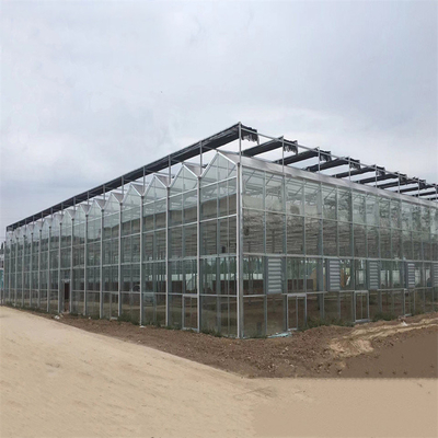 Het Glasserre van Venlo van de landbouw Multispanwijdte Automatische voor Groenten het Groeien