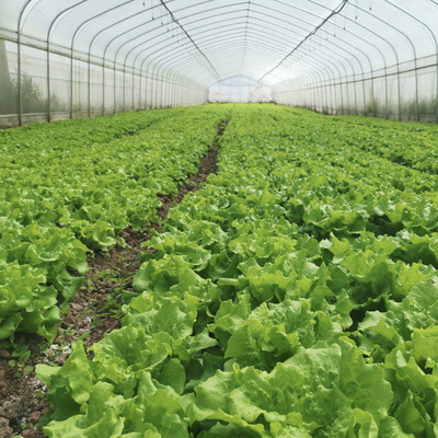 Hydroponic van de het Kaderboog van het Systeemstaal Serre van de de Film Polytunnel Plastic voor Tomaat