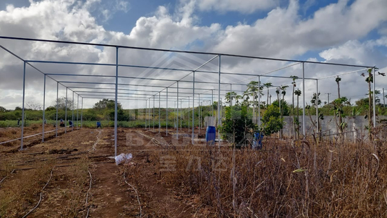 Goedkoop Lagergrootte Tropische luchtverwarming Plastic Net Rechthoekige kas met schaduwnet