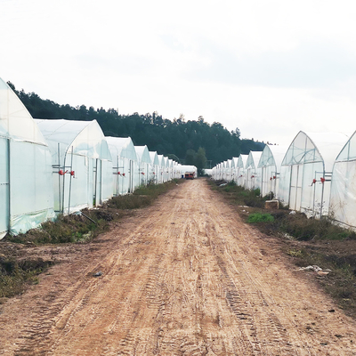 Eenlaagse Warm Plastic Film Serre Maleisië Tomaten Bloem Serre Voor de Landbouw