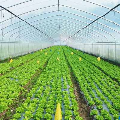 Eenlaagse Warm Plastic Film Serre Maleisië Tomaten Bloem Serre Voor de Landbouw