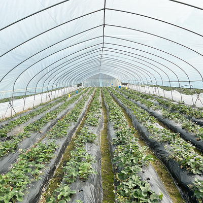 Warm verkoop Poly Tunnel aardbeien kas Landbouw Single-span kas Voor het kweken van aardbeien