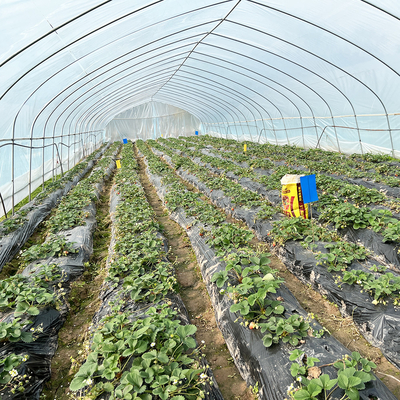 Warm verkoop Poly Tunnel aardbeien kas Landbouw Single-span kas Voor het kweken van aardbeien