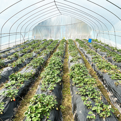 Warm verkoop Poly Tunnel aardbeien kas Landbouw Single-span kas Voor het kweken van aardbeien
