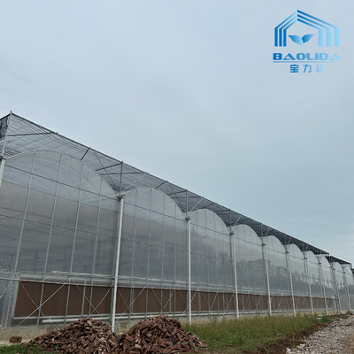 Intelligente gegalvaniseerde buis staal buis tomaten plastic film boog kas Landbouw Multi-span kas Te koop