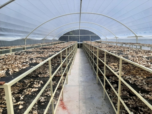 Vinnige levering 8*26 meter Single Sun Dryer kas Voedseldrogen Solar Dry Greenhouse