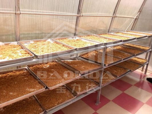 De Spaanse pepers die van de polycarbonaatraad Zonneserredroger voor Groentenvruchten drogen