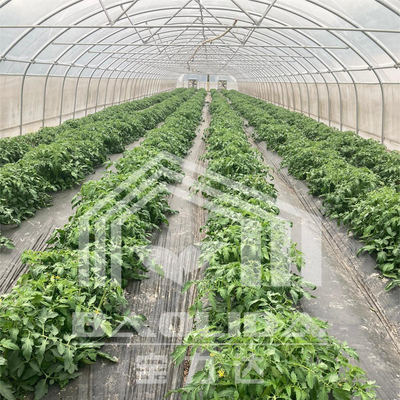 6x15m tunnel kas voor bloemen- en groentenbouwprojecten