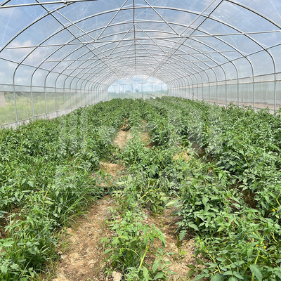 6x15m tunnel kas voor bloemen- en groentenbouwprojecten