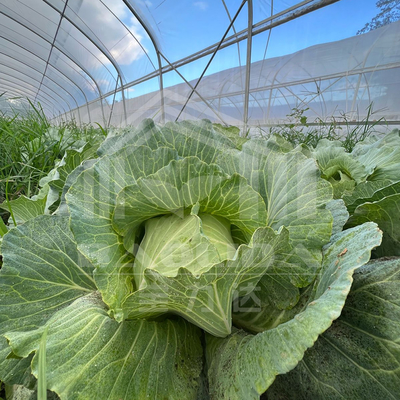 Kosteneffectieve tunnelkas met PE-bedekking voor groenten en bloemen