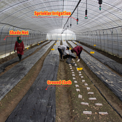 Serre Gewachshaus Sklenik Serra Invernadero Kas voor de teelt van groenten