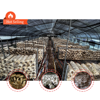 Zijdehoogte 1,2-1,8 m en boogruimte 1-1,5 m Champignon Poly Tunnel Kas UV beschermd