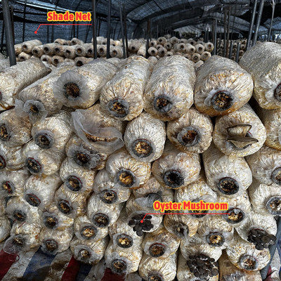 Zijdehoogte 1,2-1,8 m en boogruimte 1-1,5 m Champignon Poly Tunnel Kas UV beschermd