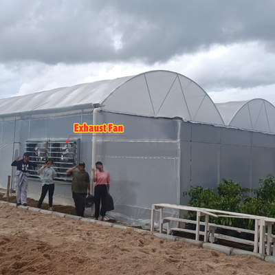 Bloemen en groenten verbouwen Groentehuis Quonset Hut Conservatorium Groentehuis Gaten verbonden Grote kassen met dakventilatie