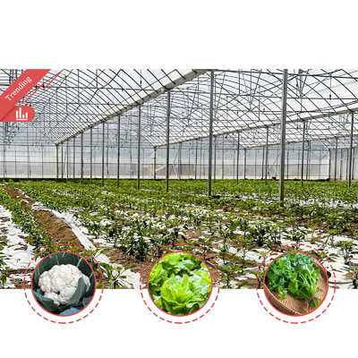 Baolida Custom Automatic System Groentehuis Tropisch Hydroponisch Systeem Meervoudig Zaadhuis Groentehuis