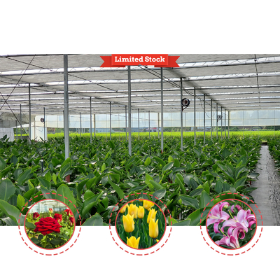 Hoog intensiteits meervoudige boog Plastic film kas Warmdipp gegalvaniseerd staalpijp Landbouw kas