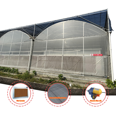 Groentenproductie Landbouwzaad aardbeien Kasten Multi Tunnel