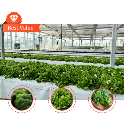 Groentenproductie Landbouwzaad aardbeien Kasten Multi Tunnel