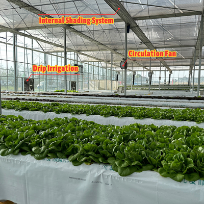 Groentenproductie Landbouwzaad aardbeien Kasten Multi Tunnel