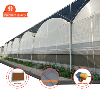 Landbouwtunnelkas Plastic Film Multi-span aardbeienkas te koop met ventilatiesysteem