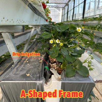 Landbouwtunnelkas Plastic Film Multi-span aardbeienkas te koop met ventilatiesysteem