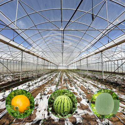 24m x 40m multi-span kas met 150 micron PE film dekking