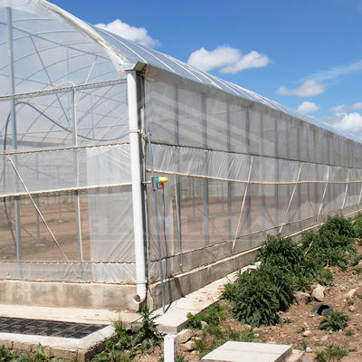 24m x 40m multi-span kas met 150 micron PE film dekking