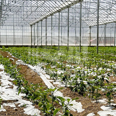 24m x 40m multi-span kas met 150 micron PE film dekking