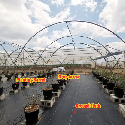 Multi-Span PE Film Greenhouse 6m-10m Width for Berry Cultivation