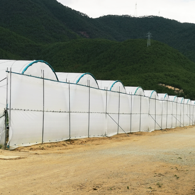 Multi-Span PE Film Greenhouse 6m-10m Width for Fruits Vegetables