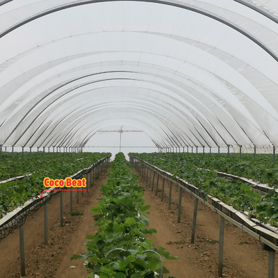 Multi-Span PE Film Greenhouse 6m-10m Width for Fruits Vegetables