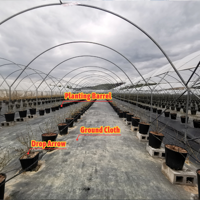 Multi-Span PE Film Greenhouse 6m-10m Width for Fruits Vegetables