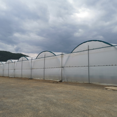 Multi-Span PE Film Greenhouse 6m-10m Width for Fruits Vegetables