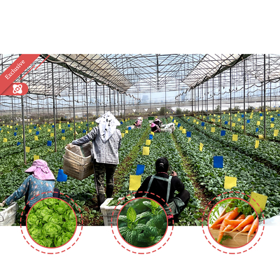 Grote PE-foliekas 50m lengte 7-10m breedte