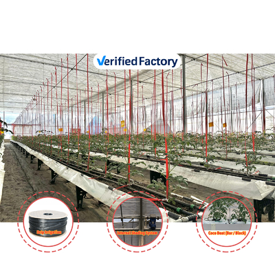 Gegalvaniseerd staal frame kas 6m-12m Span met 150/200micron PE film