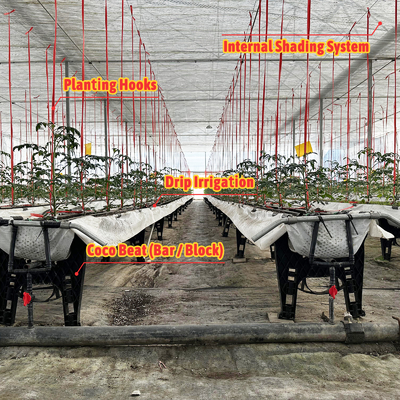 Gegalvaniseerd staal frame kas 6m-12m Span met 150/200micron PE film