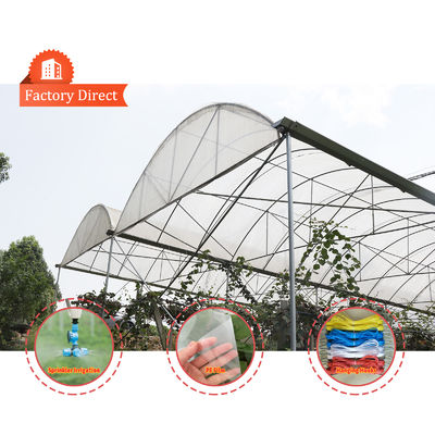 PE Film Covering Rain Shelter Greenhouse with Hot Galvanized Steel Frame and Customizable Size for Plants Cultivation