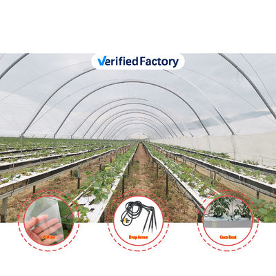 Large Size Multi-Span Greenhouse with PE Film Covering and Hot Galvanized Steel Frame for Fruits Growing