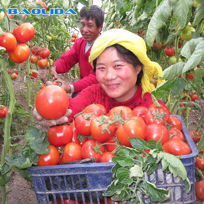 Het anti Druipen de Plastic Breedte van de Filmserre 10m voor Tomaat het Planten