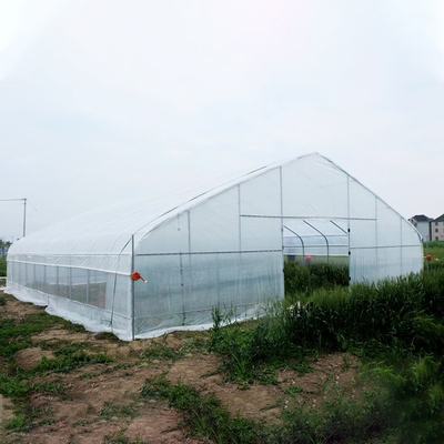 200 Micronpe Landbouwtomaten die van de Filmserre Tunnel Plastic Serre kweken