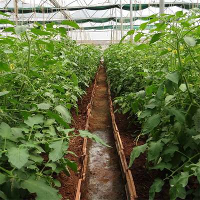 Zij van de de Tomaten Plastic Tunnel van het Ventilatiesysteem Landbouw de Serre Enige Spanwijdte