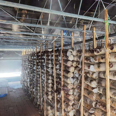 De dubbele Serre Zwart Mesh Mushroom Cultivation In Greenhouses van de Laag Enige Spanwijdte