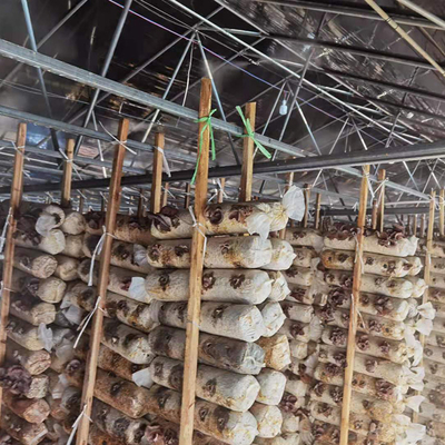 De dubbele Serre Zwart Mesh Mushroom Cultivation In Greenhouses van de Laag Enige Spanwijdte