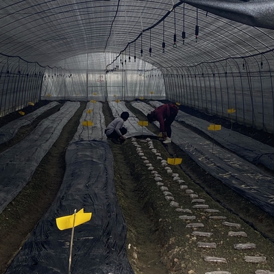 De zij van de de Tunnelserre van de Ventilatie Plastic Film Lage Enige Spanwijdte voor Paddestoel het Groeien